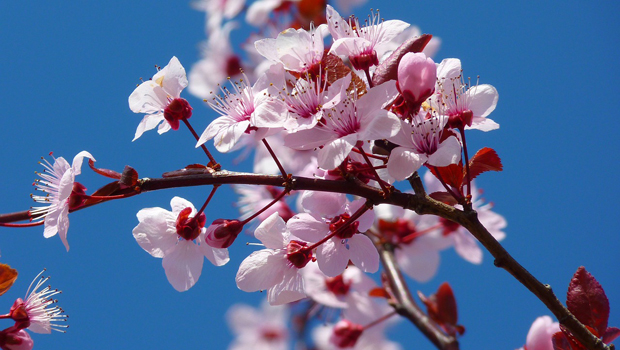 sakura