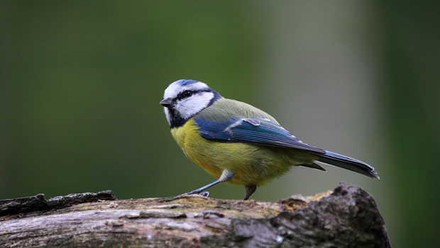 blue-tit-915445_1280