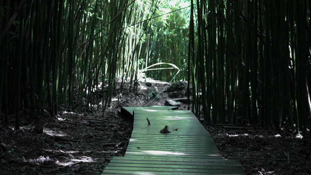 bamboo