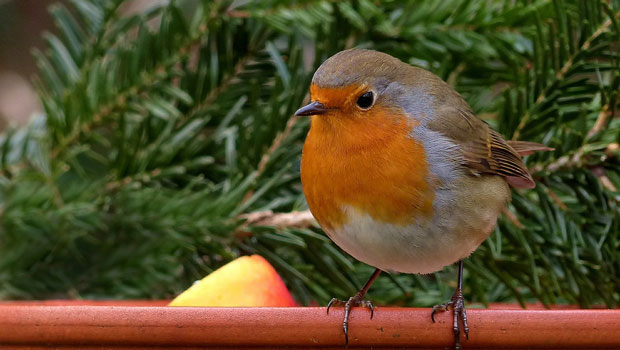 robin