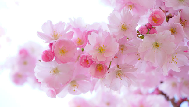 cherry