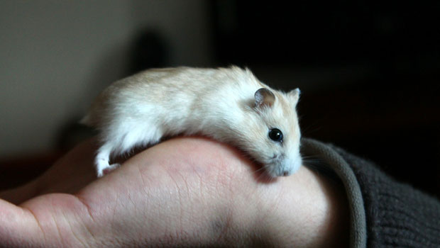 hamster-245225_1920