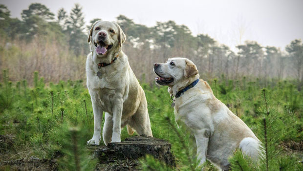 labrador