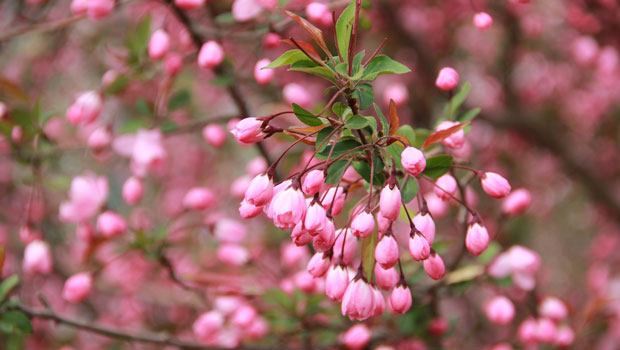 peach-blossom