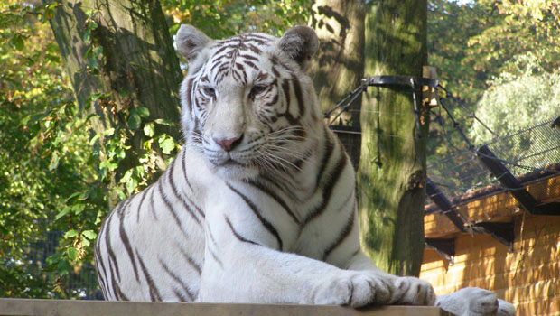 white-tiger