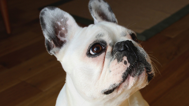 french-bulldog