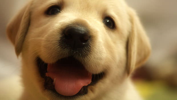 可愛いだけじゃない！ヒットする動物・赤ちゃん系動画の共通点とは