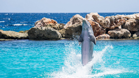 動画で要チェック！家族旅行におすすめの観光スポット5選！