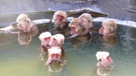 温泉猿に満員電車！外国人が撮影した日本の動画が秀逸