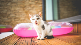 動物の笑顔があなたを救う！ストレスが溜まりがちな現代人が見るべき動画3選