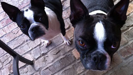 犬って、想像以上に小さい！小型カメラ「GoPro」をペットに装着して、いつもと違う景色を撮影しよう