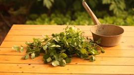 パクチー愛が凄い！作曲から専門レシピまで、苦手な人も克服しちゃう(?)パクチー情報