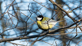 基本過ぎて周りに聞けない？twitter基本を学べるムービーを３つご紹介