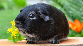 癒される♡動物が登場するCM４選