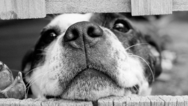 犬が広報&営業を担当!?日本も見習いたい、犬を用いた超ユニークなプロモーション事例