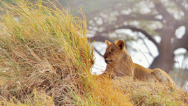 迫力はサファリパークの10倍！GoProで見る、驚愕の猛獣・珍獣たち