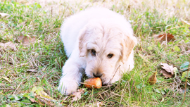 そのドッグフード、本当に大丈夫!?愛犬に食べさせたい、健康的な手作りご飯【動画つき】