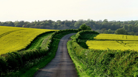 田舎を感じられる映画。移住する前に観てください！
