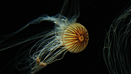 動画だからこそ伝わる臨場感！映像でみる「深海」のすばらしさ