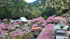 温泉とシンクロ！？大分のおもしろYouTube動画