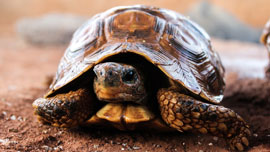 YouTubeで観る！パソコンが遅いときに試したい方法