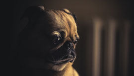 【コマーシャル有り】ついつい見ているだけで泣けてしまう映画４選