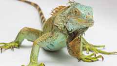 今動画でも話題の爬虫類カフェとは？巷ではトカゲをペットにする人が急増中！