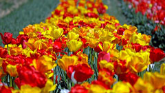 色とりどりの花の映像を音楽とともに動画で楽しもう！