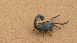 動画で話題のスリリングなペット！？初心者向きのサソリ3種と飼育方法！