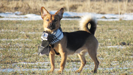 賞金総額は年間500万ドル！GoProが動画コンテスト「GoPro Awards」を立ち上げ