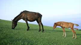 スーパーボールに流れた馬と犬の友情についてのCMが感動的