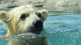 思わず笑顔になってしまう白クマのプール遊びから動物映像のすごさを知る