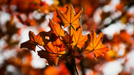 忙しいあなたに！動画でバーチャル紅葉狩り