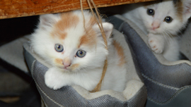 猫好きにおすすめ♡キュートなCM・映像集