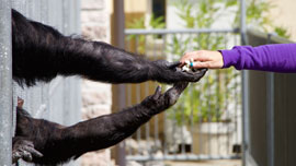 子供達に見せたら動物園に行きたくなってしまうYouTube動画まとめ