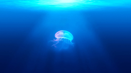 水族館と最先端技術のコラボレーション 〜 生き物と光が織りなす、幻想的な世界