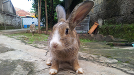 【動物好き必見】Facebookでシェアされまくってる可愛すぎる動物動画を集めてみた