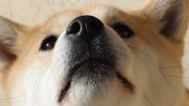 世界中で「和犬ブーム」到来中！インスタグラムで人気の柴犬動画を集めてみた